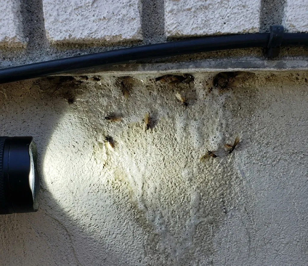 Termite Swarmers Indoors termite inspection in South Fulton, GA
