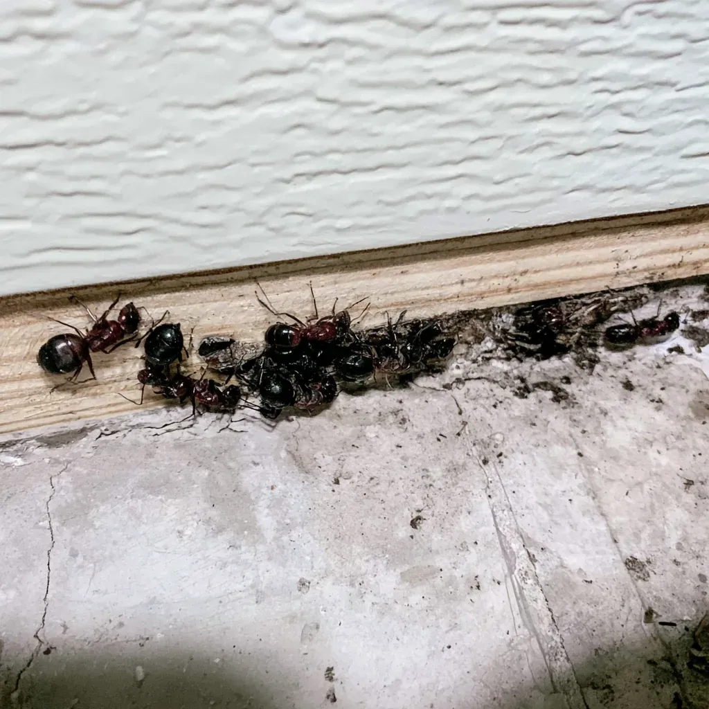 Termites or Carpenter Ants in South Fulton